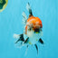 CHUNKY AAA Grade Kirin Calico Oranda Male 6.5 inches #041026OR_02