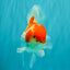 A Grade Kohaku Red White Oranda Male 5.5-6 inches #082126OR_02