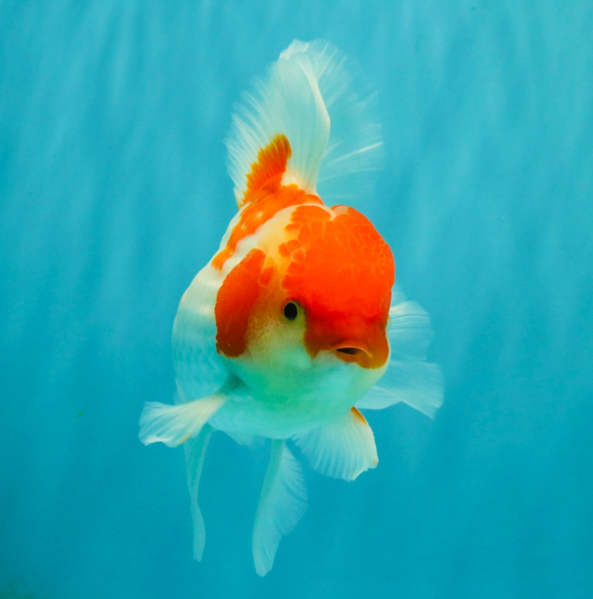 A Grade Kohaku Red White Oranda Male 5.5-6 inches #082126OR_02