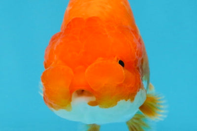 A Grade Red White LionQueen 4 inches #112825LC_07