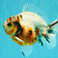 A Grade Marble Yuanbao Male 5 inches #091826YB_09