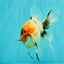 A Grade Sakura Oranda Male 6.5 inches #071726OR_24