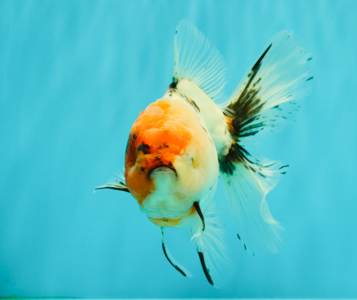 A Grade Sakura Oranda Male 6.5 inches #071726OR_24