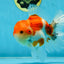 AAA Grade Godzilla Sakura Button Eyes Oranda Male 5-5.5 inches #052325_10