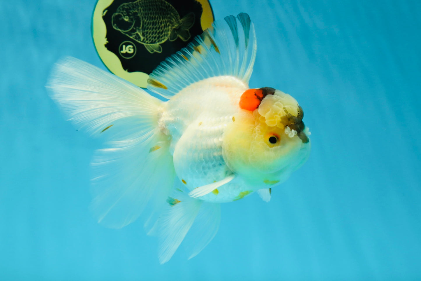 A Grade Unique Tricolor Oranda Female 6 inches #050225OR_03
