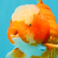 CHONKY AAA Grade Jade Head Red White Oranda Male 6 inches #030626OR_18