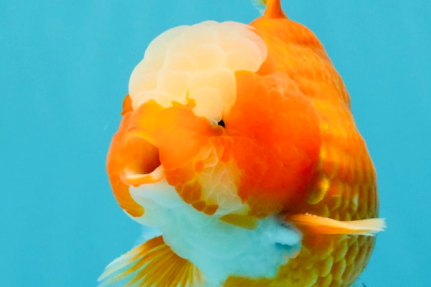 CHONKY AAA Grade Jade Head Red White Oranda Male 6 inches #030626OR_18