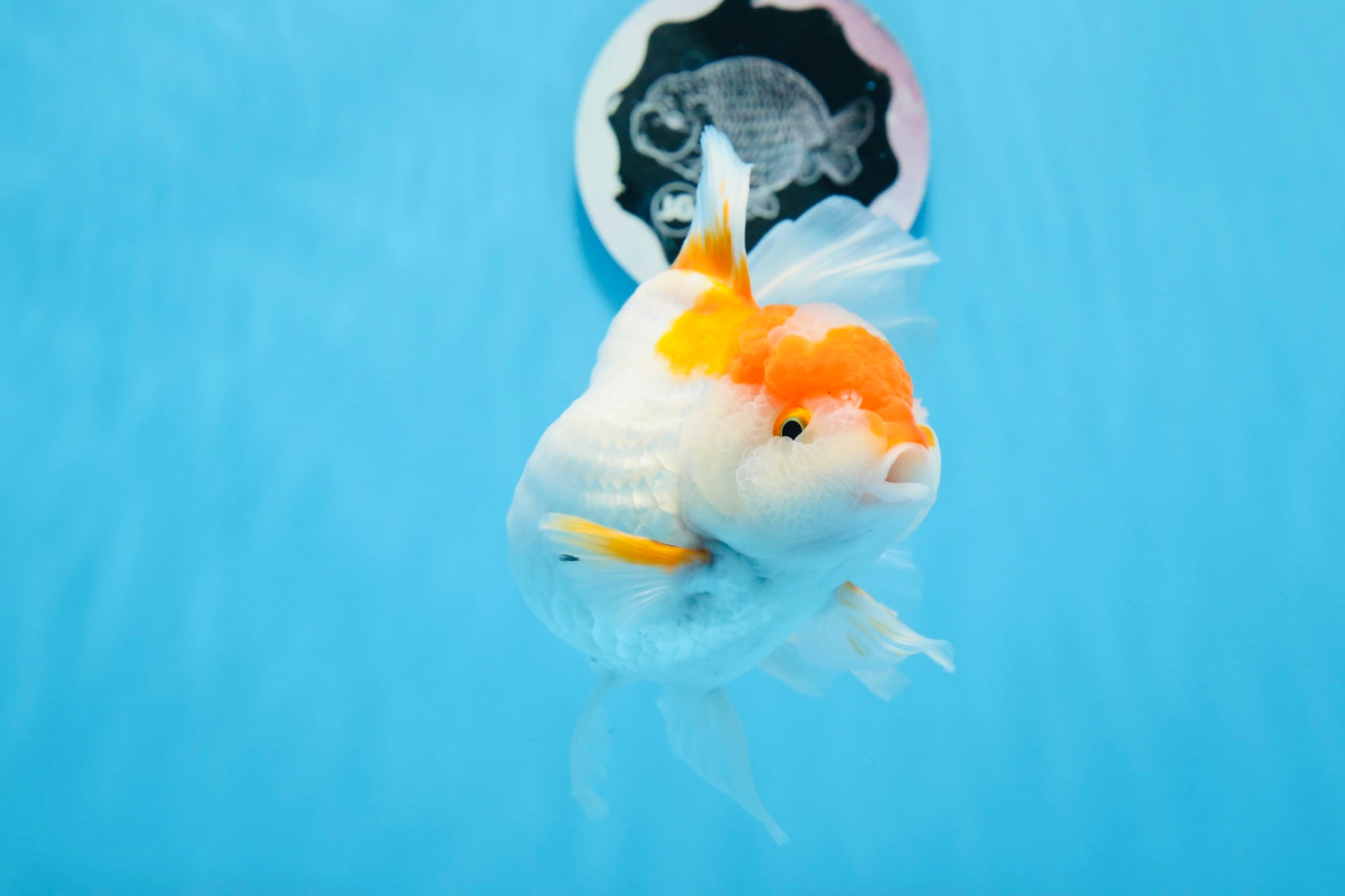 A Grade Big Size Red White Oranda Female 6.5 inches #0706OR_11