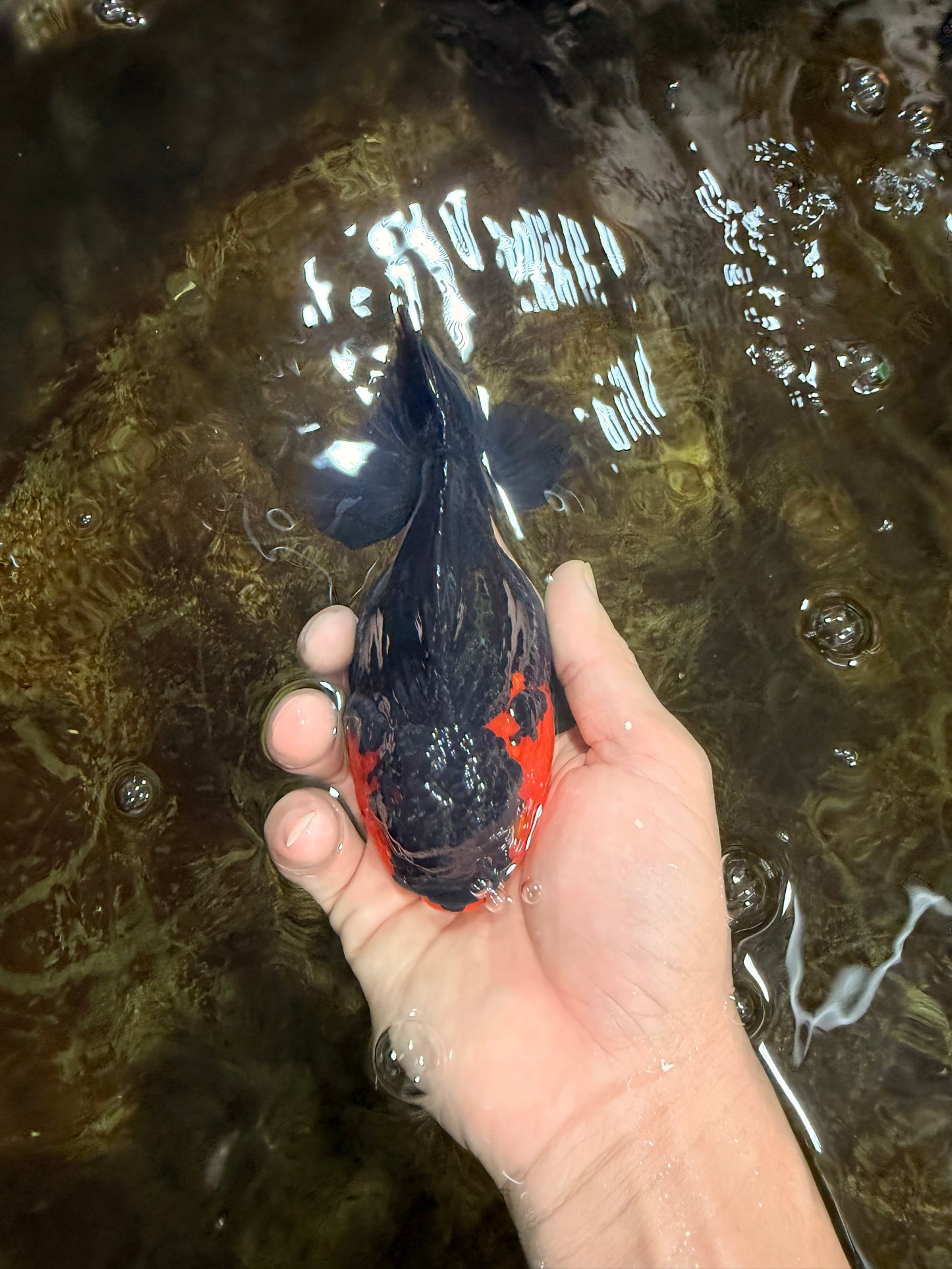 A Grade Apache Yuanbao Female 5-5.5 inches #112825YB_15