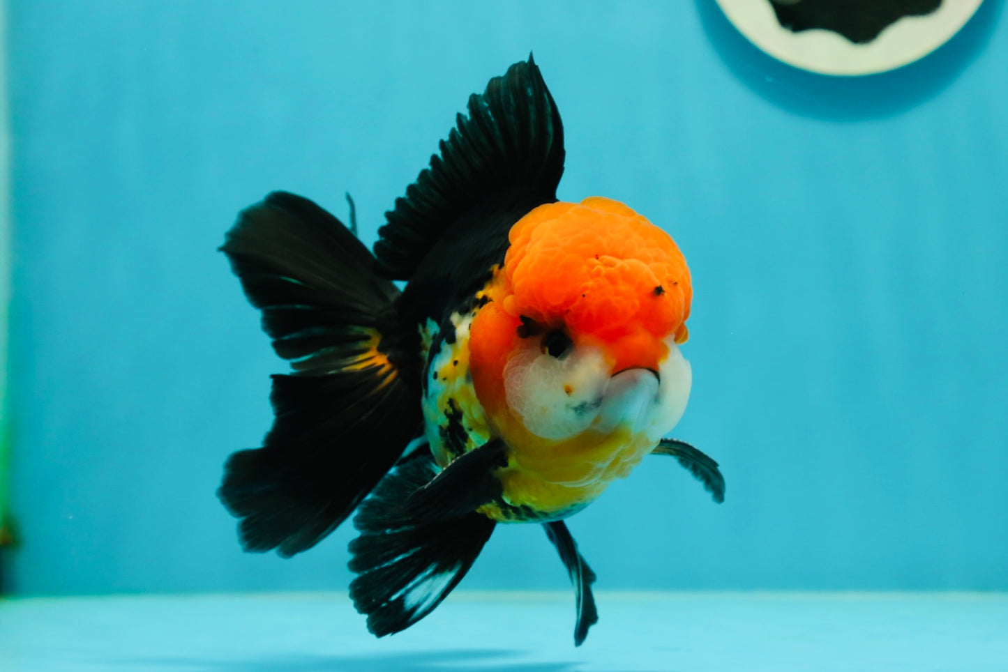 A Grade Red Head Tricolor Oranda Male 5 inches #110824OR_15