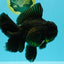 AAA Grade Godzilla Black Copper Oranda Male 7 inches #032026OR_01