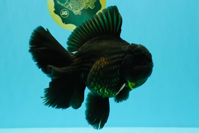 AAA Grade Godzilla Black Copper Oranda Male 7 inches #032026OR_01