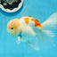 AAA Grade Orange White Sakura Oranda Male 6 inches #0920OR_18