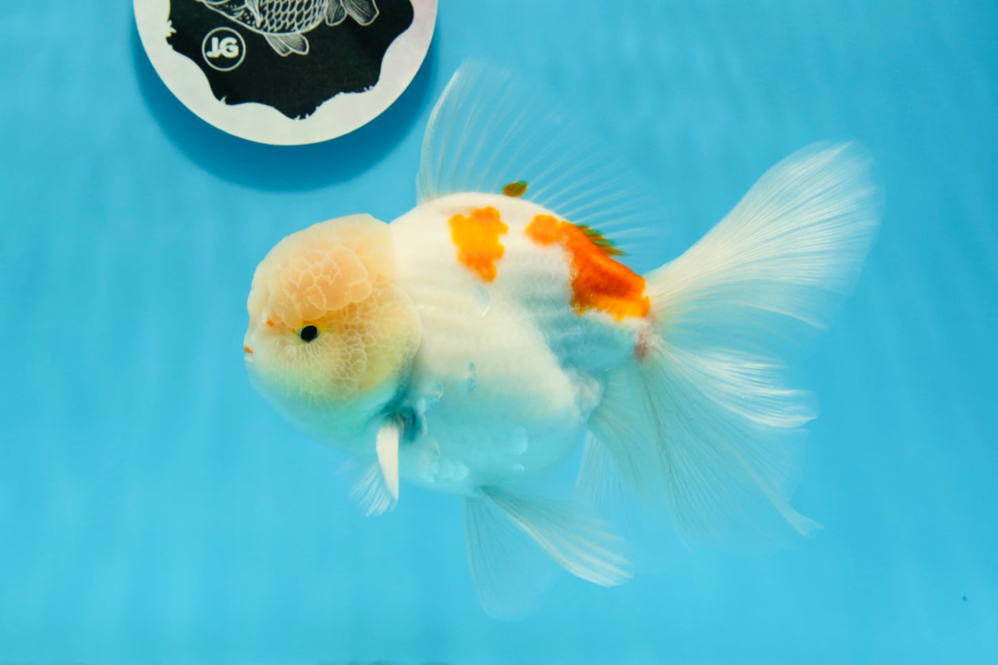 AAA Grade Orange White Sakura Oranda Male 6 inches #0920OR_18