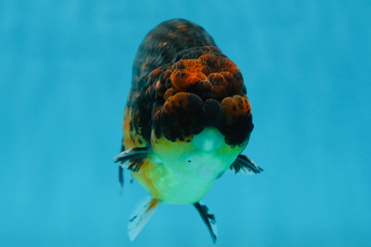 A Grade Kirin Ranchu Male 5 inches #062725LC_03