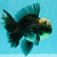 AAA Grade Kirin Jade Head Oranda Male 6 inches #070626OR_20