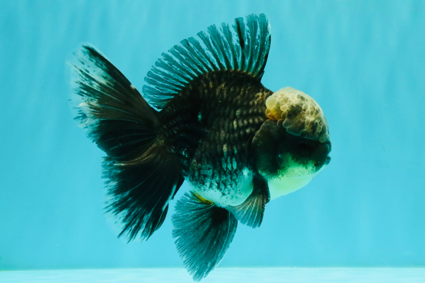 AAA Grade Kirin Jade Head Oranda Male 6 inches #070626OR_20