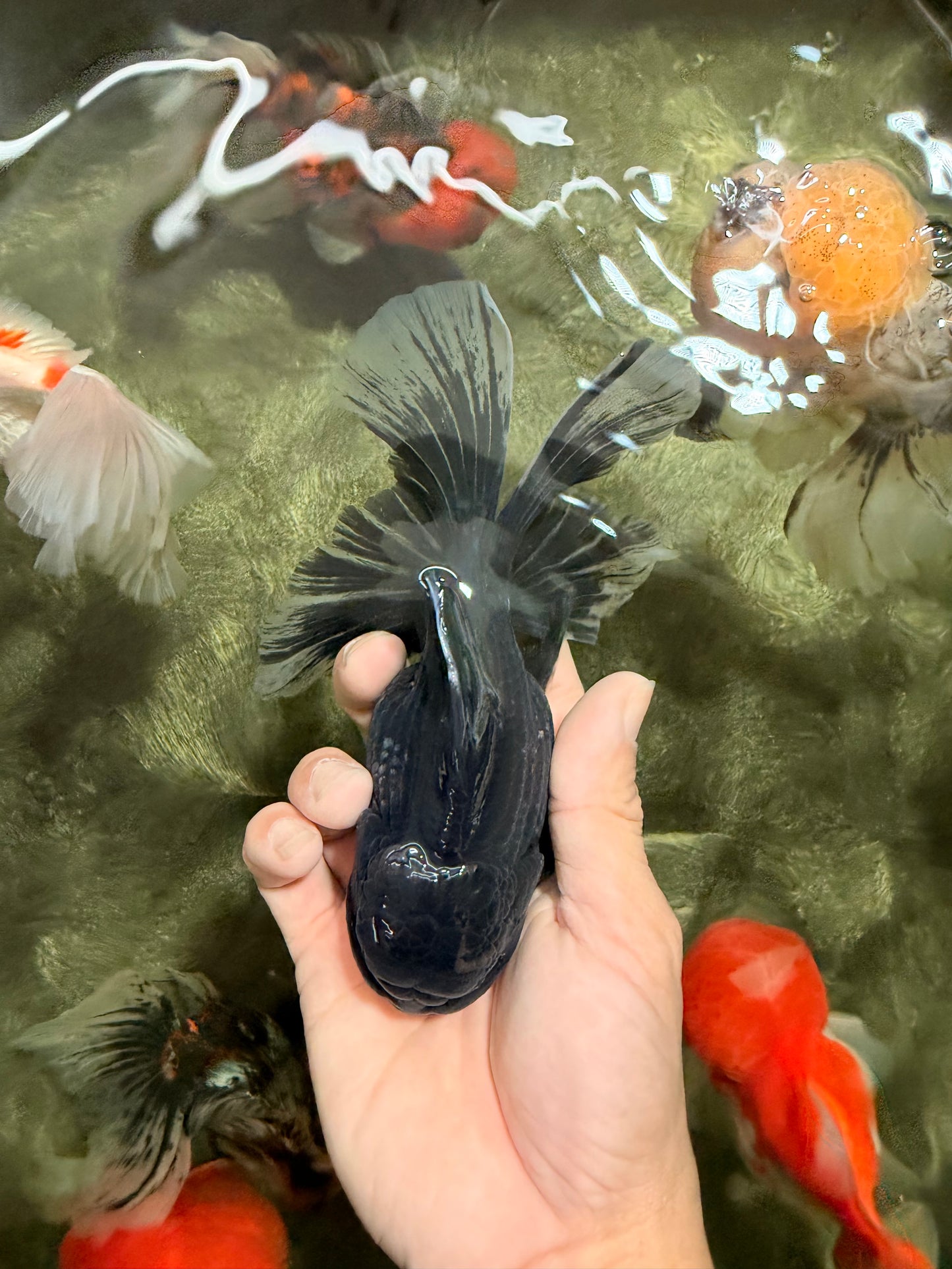 AAA Grade Long Fin Kirin Oranda Male 5.5-6 inches #062626OR_23