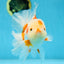 AAA Grade ADORABLE Red White Oranda Male 6 inches #090525OR_08