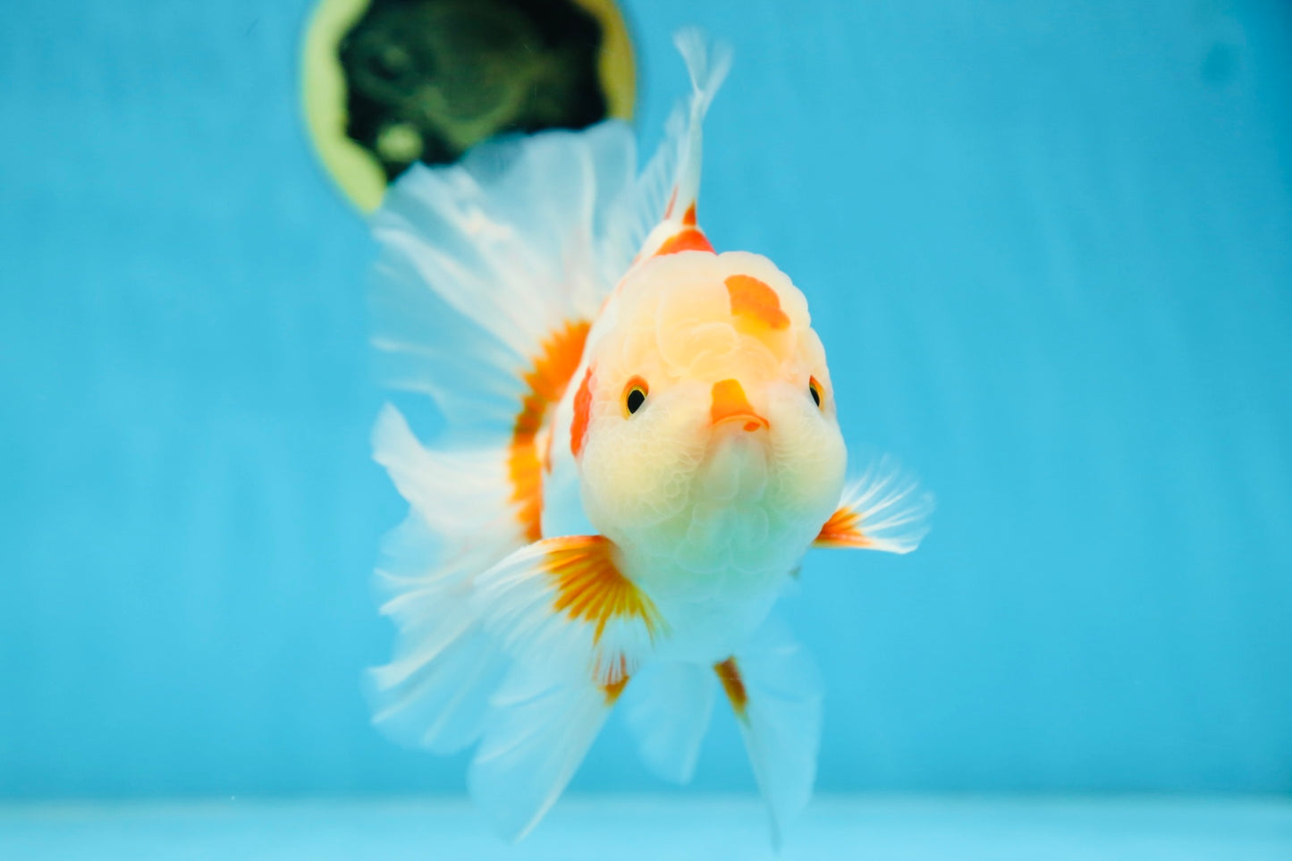 AAA Grade ADORABLE Red White Oranda Male 6 inches #090525OR_08