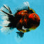AAA Grade Godzilla Tiger Oranda Female 6.5 inches #081525OR_12