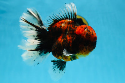 AAA Grade Godzilla Tiger Oranda Female 6.5 inches #081525OR_12