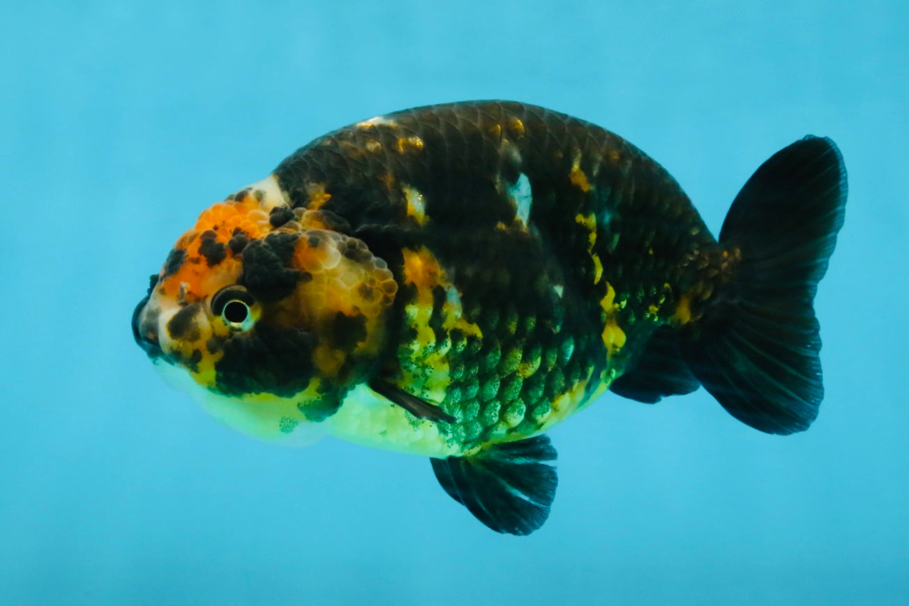 CHUBBY A Grade Calico Chinese Ranchu Female 5 inches #121225RC_06