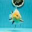 A Grade Lemonhead Yuanbao Male 4.5 inches #110824YB_33