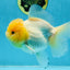A Grade CLOUDY White Oranda Female 6 inches #062025OR_23