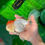 A Grade Tricolor Unique Color Mark Oranda Male 7 inches #0706OR_06