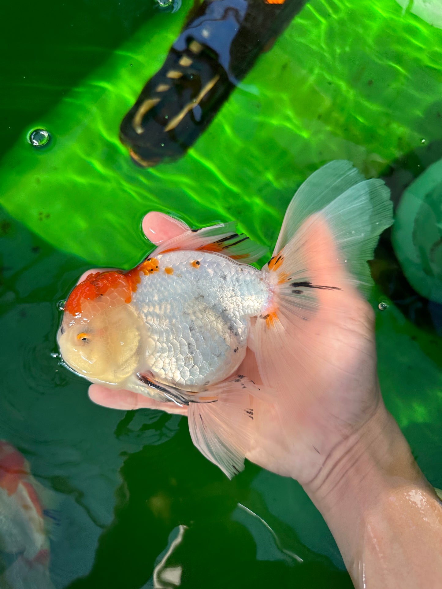 A Grade Tricolor Unique Color Mark Oranda Male 7 inches #0706OR_06