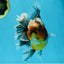AAA Grade Chonky Kirin Oranda Male 6 inches #053025OR_26