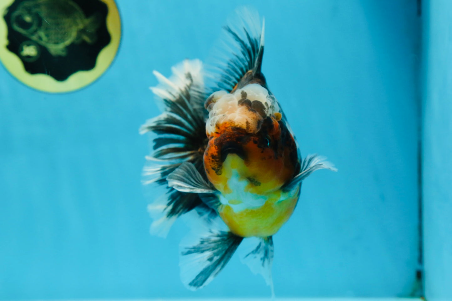 AAA Grade Chonky Kirin Oranda Male 6 inches #053025OR_26