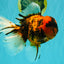 CHONKY AAA Grade Tiger Oranda Male 7.5 inches #092526OR_01