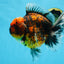 AAA Grade Super Chonky Tiger Godzilla Oranda Male 6 inches #072525OR_13