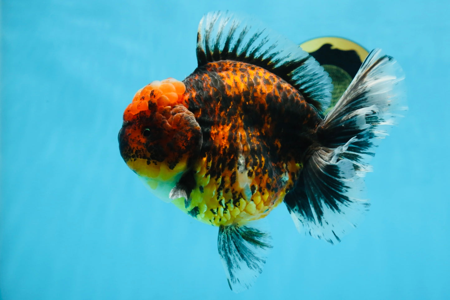 AAA Grade Super Chonky Tiger Godzilla Oranda Male 6 inches #072525OR_13