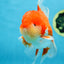 A Grade Red White Oranda Male 5.5-6 inches #080825OR_17