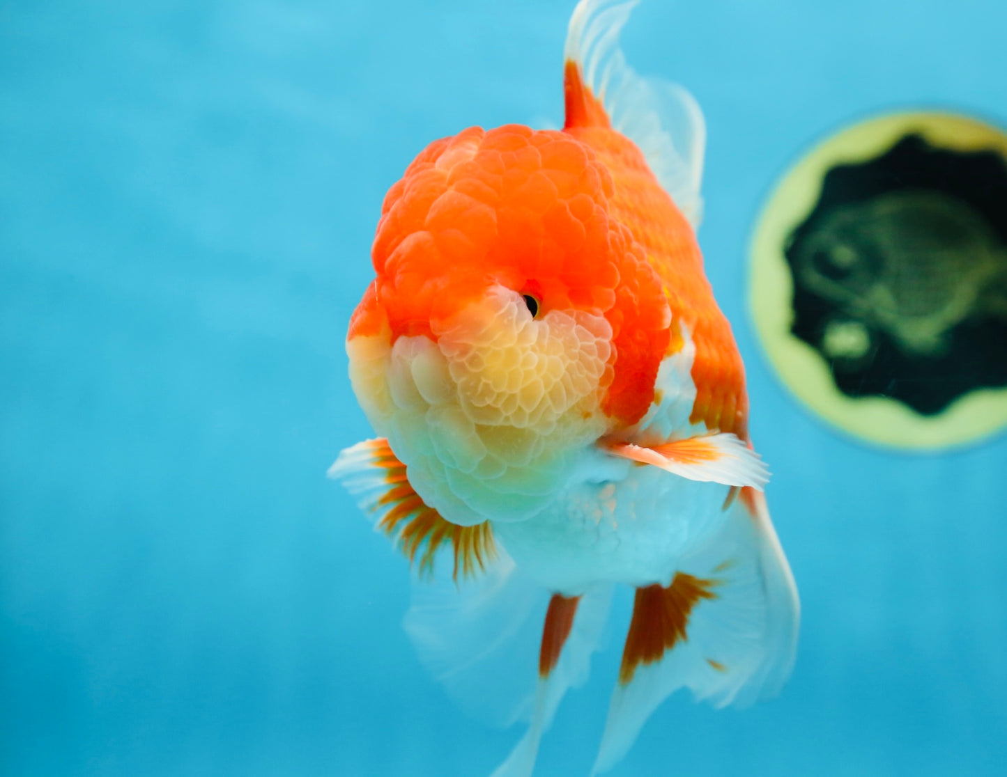 A Grade Red White Oranda Male 5.5-6 inches #080825OR_17
