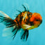 FLUFFY A Grade Tiger Oranda Male 6 inches #081426OR_05