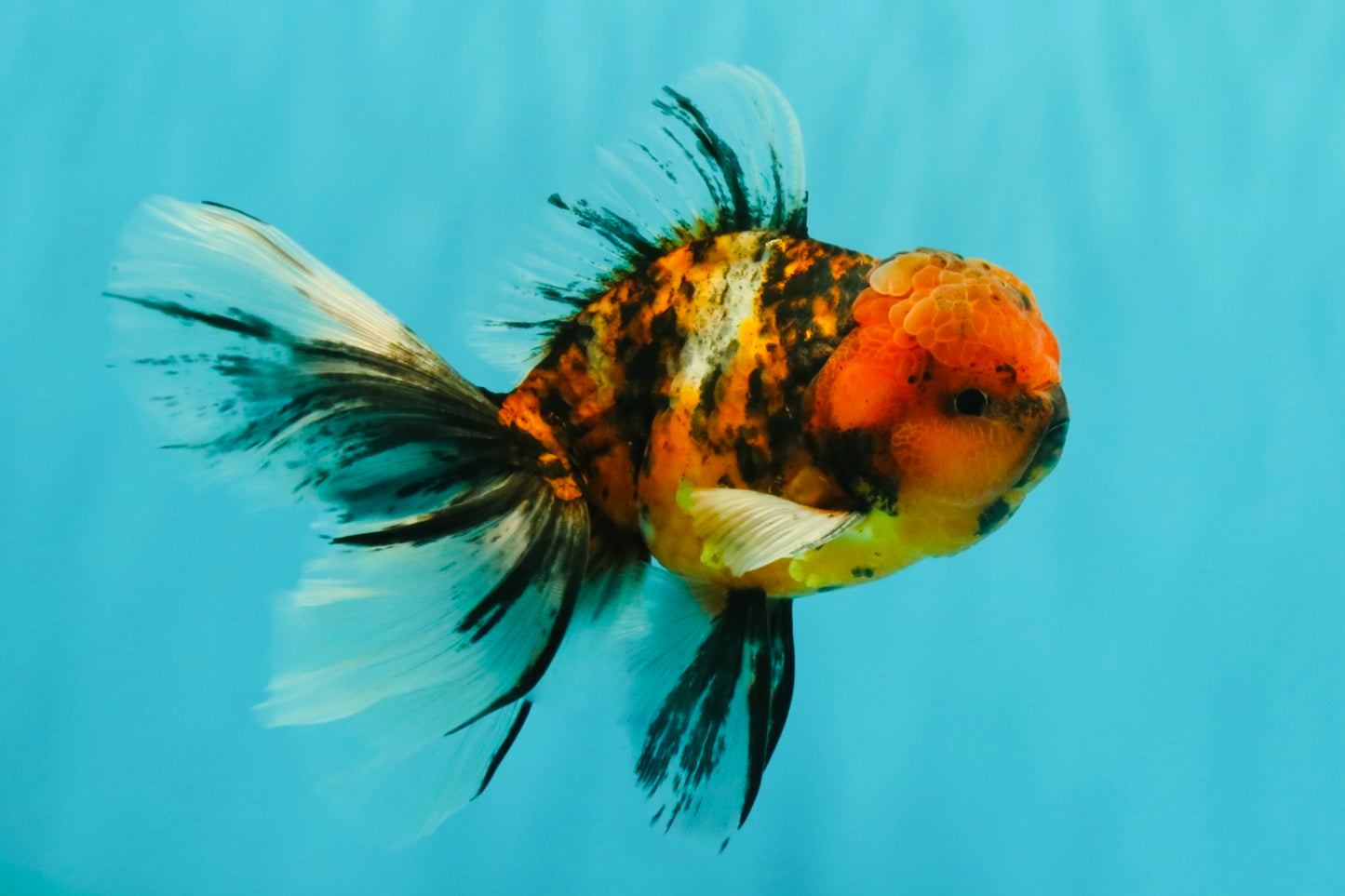 FLUFFY A Grade Tiger Oranda Male 6 inches #081426OR_05