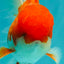 A Grade Red White Oranda Male 5.5 inches #102326OR_17