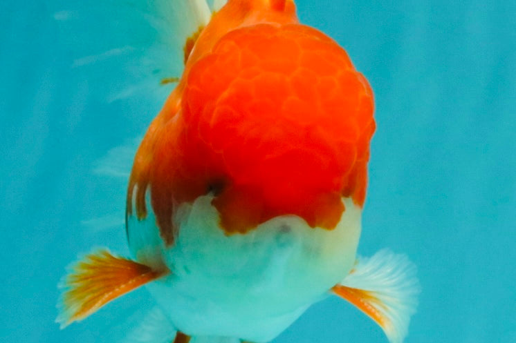 A Grade Red White Oranda Male 5.5 inches #102326OR_17