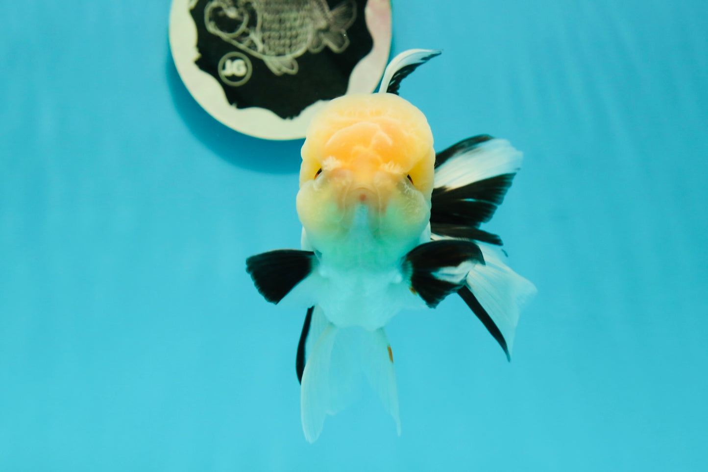 A Grade Gorgeous Lemonhead Oranda Male 5 inches #110824OR_17