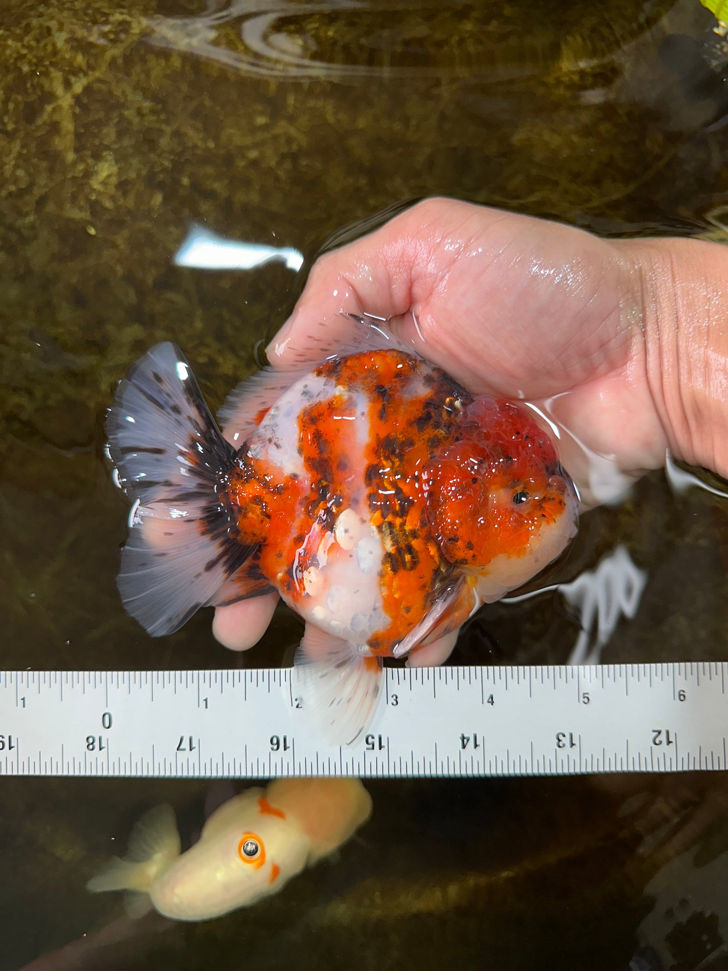 AAA Grade Godzilla Calico Yuanbao Male 4.5-5 inches #080125YB_14