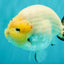 AAA Grade Diamond Scale White Sakura Ranchu Male 5.5-6 inches #100226RC_26