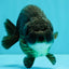 A Grade Black Ranchu Female 5.5 inches #072426RC_37