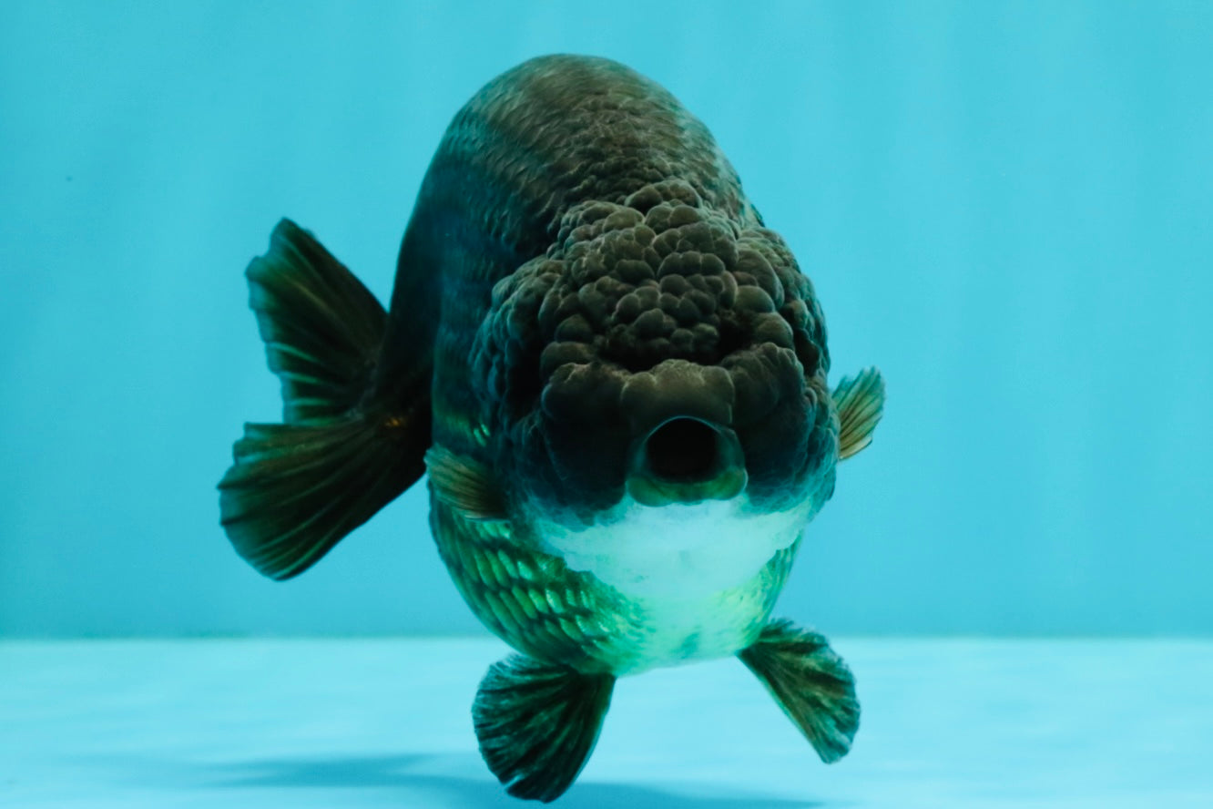 A Grade Black Ranchu Female 5.5 inches #072426RC_37