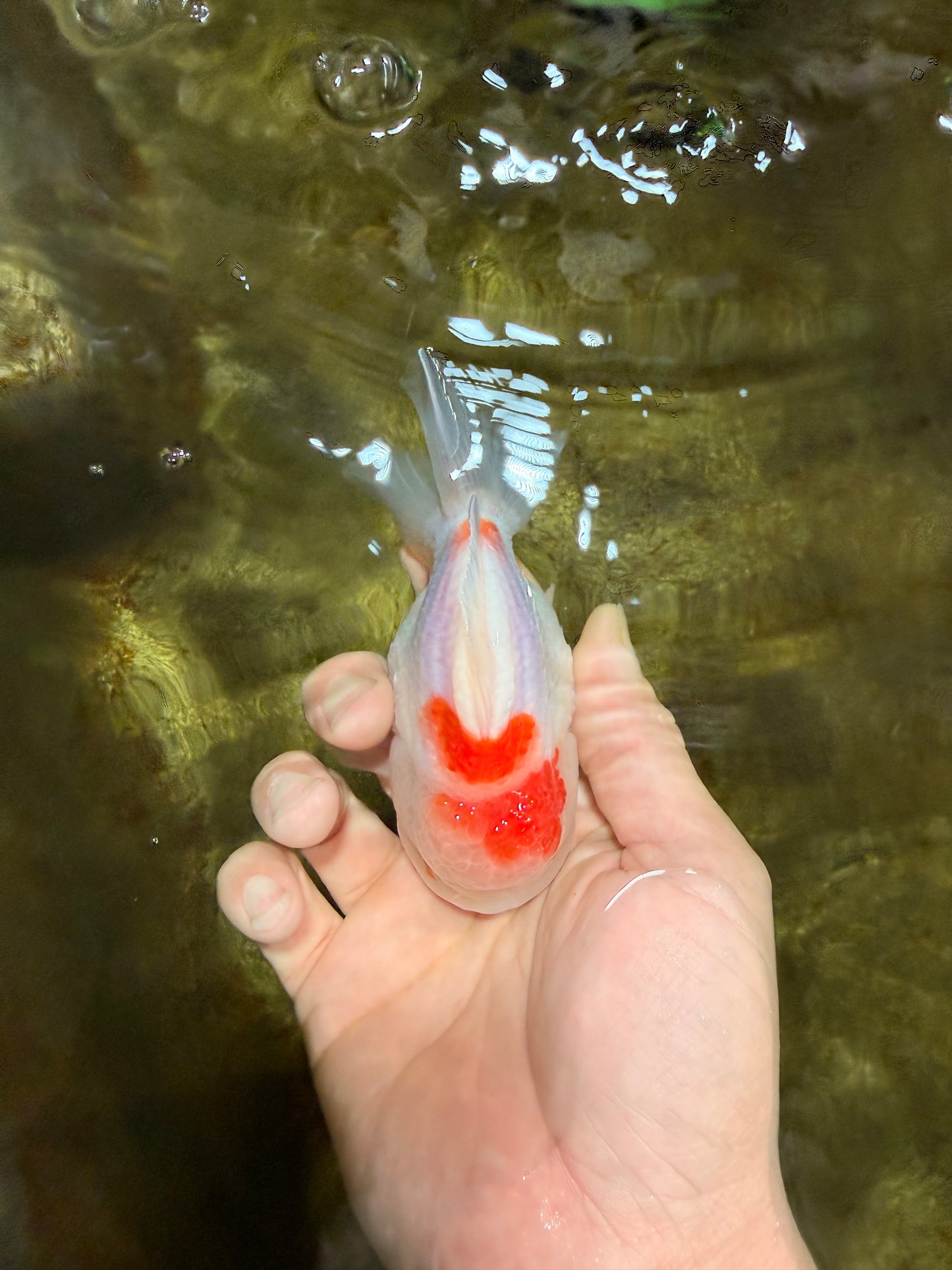 A Grade Sakura Yuanbao Female 4 inches #103125YB_07