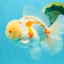 AAA Grade Red White Oranda Male 6 inches #030626OR_17