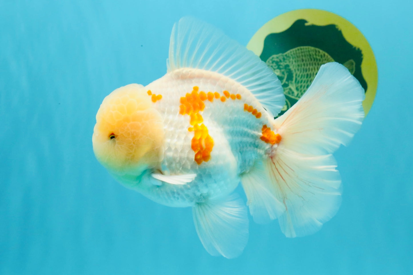 AAA Grade Red White Oranda Male 6 inches #030626OR_17